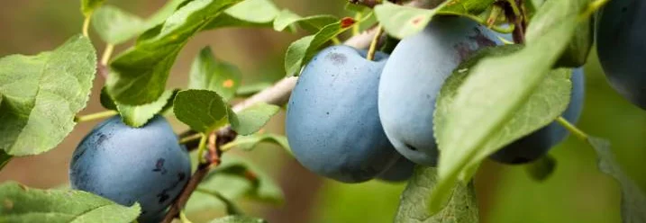 Reife Pflaumen am Baum